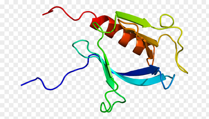 PLEKHB2 Protein Pleckstrin Homology Domain Gene PNG