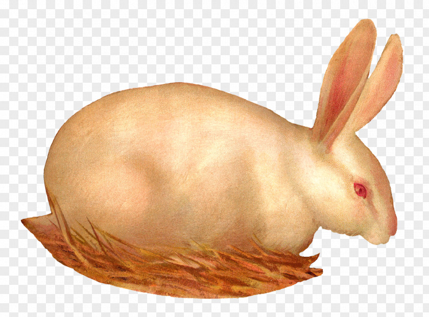 Rabbit Domestic Hare Whiskers Snout PNG
