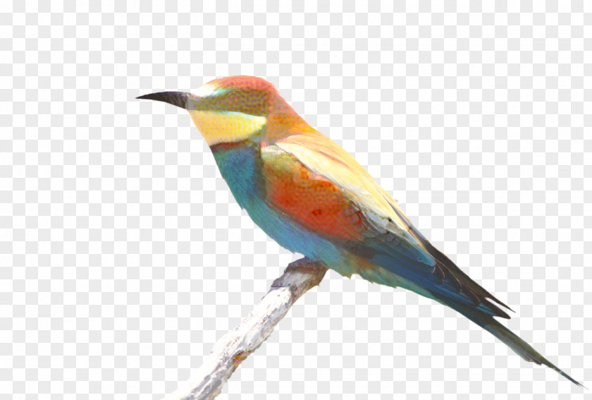 Songbird Bee Eater Background PNG