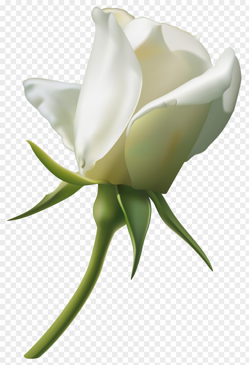 Beautiful White Rose Bud Clipart Image Clip Art PNG