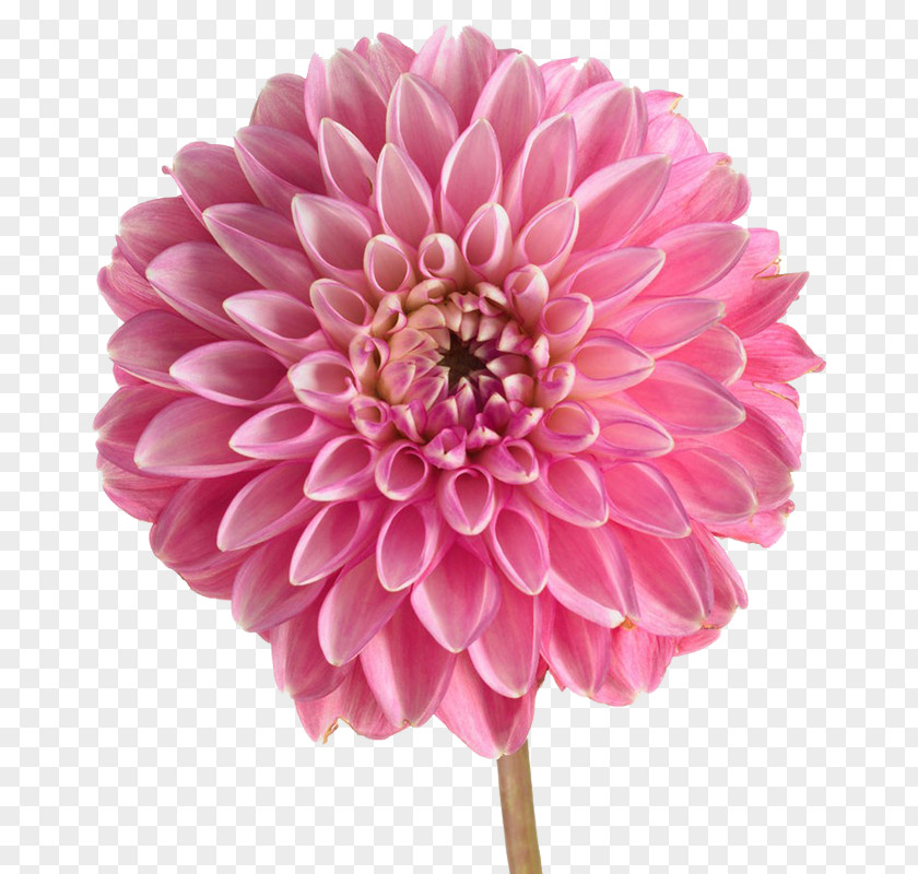 Dahlia Stock Photography Pink Flowers PNG