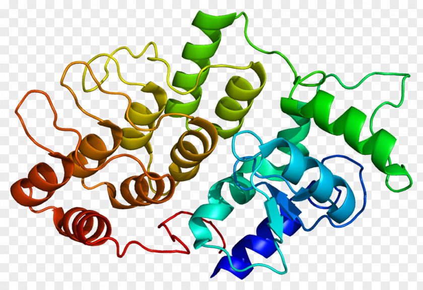 DDEF2 Protein SH3 Domain ADP Ribosylation Factor Ankyrin Repeat PNG