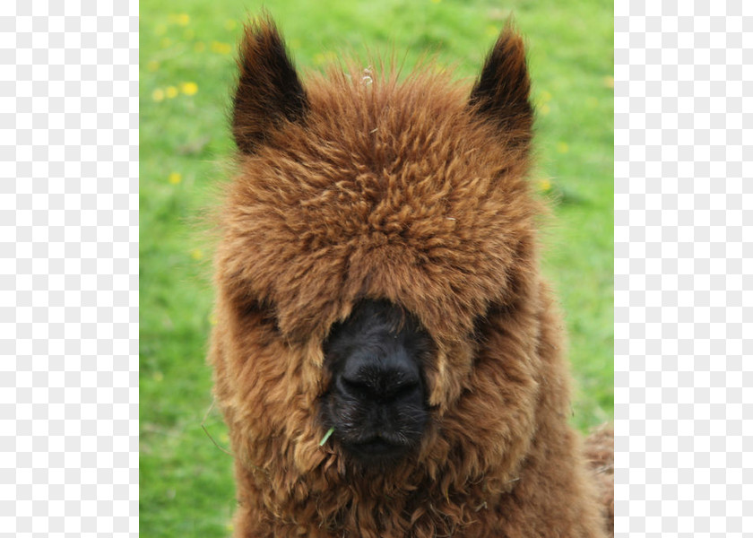 Dog Alpaca Llama Breed Snout PNG