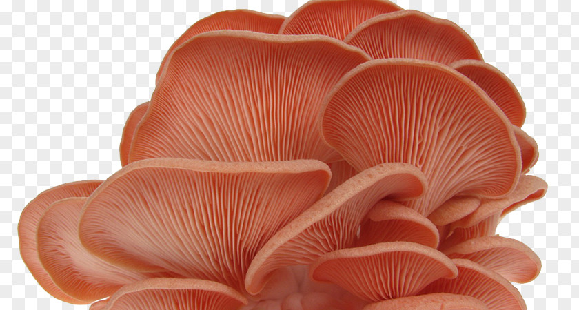Oyster Mushroom Pleurotus Djamor Fungus PNG