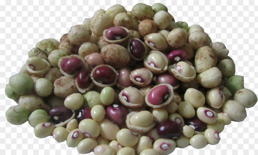 Pea Bogor Vigna Subterranea Pulse Food PNG