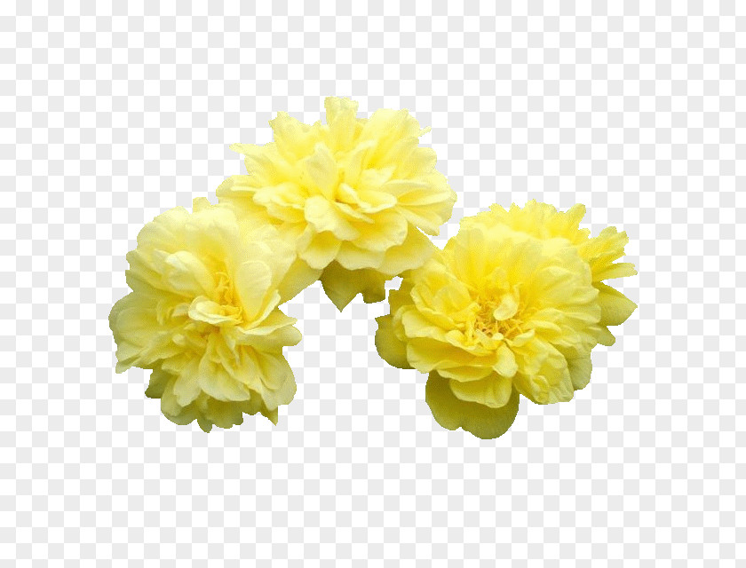 Peony Moutan Flower PNG