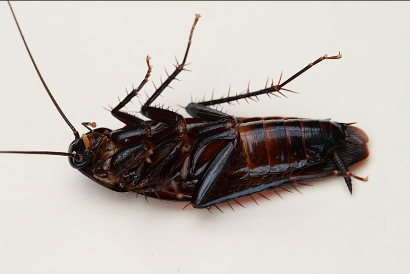 Roach Smokybrown Cockroach Australian American Insect PNG