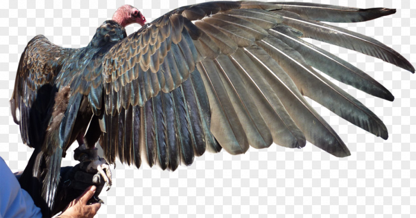 Bird Turkey Vulture Pituophis Catenifer Affinis Sonoran Desert PNG