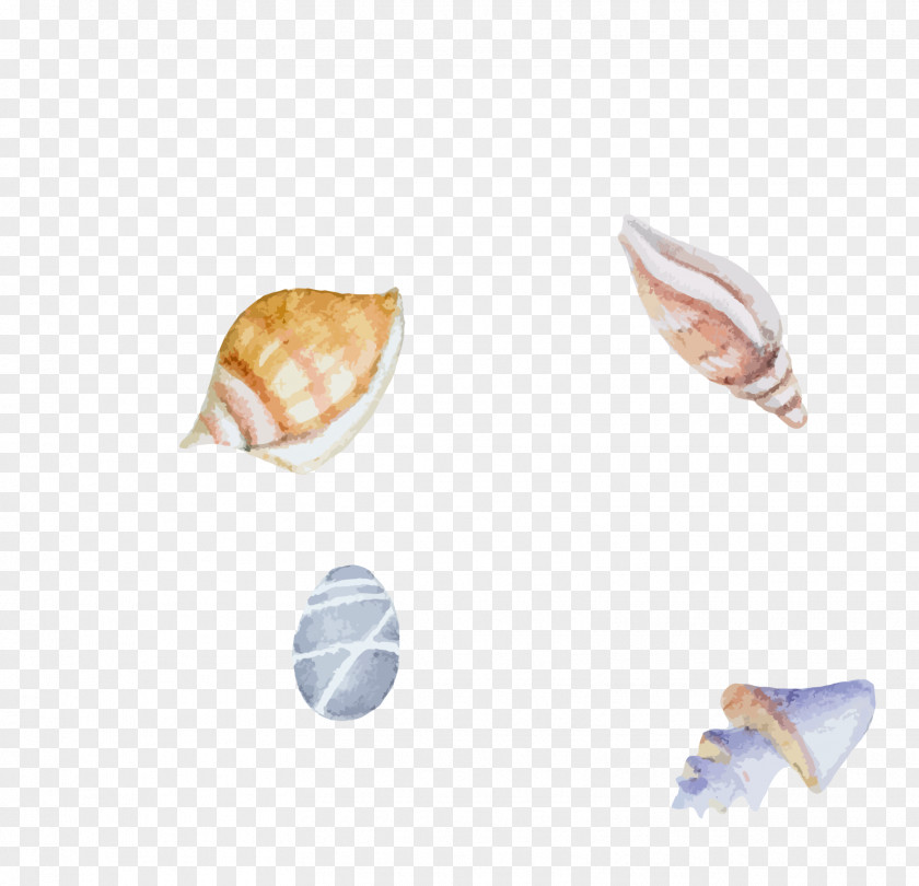 Color Hand Painted Sea River Mussel Seashell Clam Snail Watercolor Painting Illustration PNG