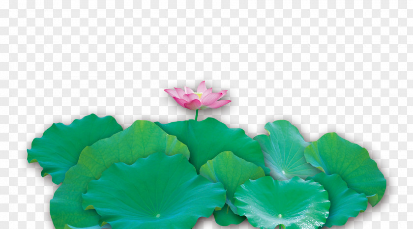 Lotus Leaf To Pull Material Free Nelumbo Nucifera Effect PNG