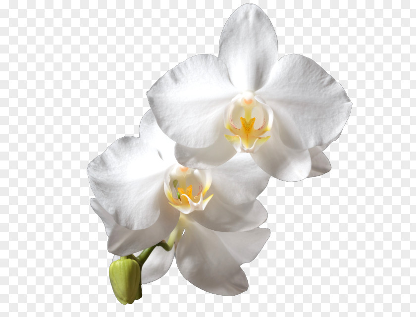 Moth Orchids White Cattleya PNG