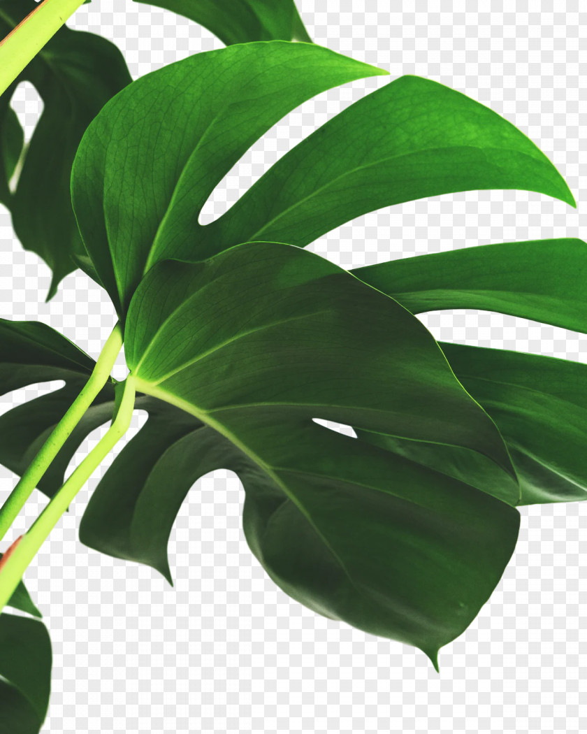 Plant Stem Leaf Houseplant Plants Science PNG