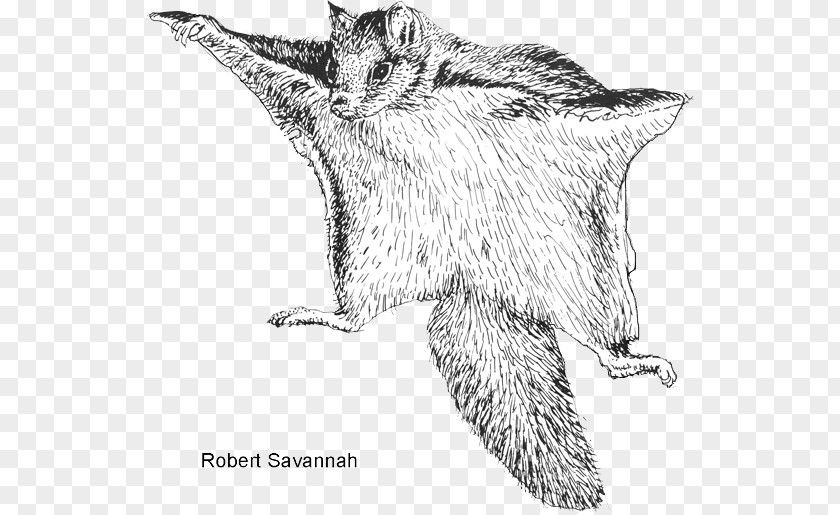 Squirrel Northern Flying Rodent Bat PNG
