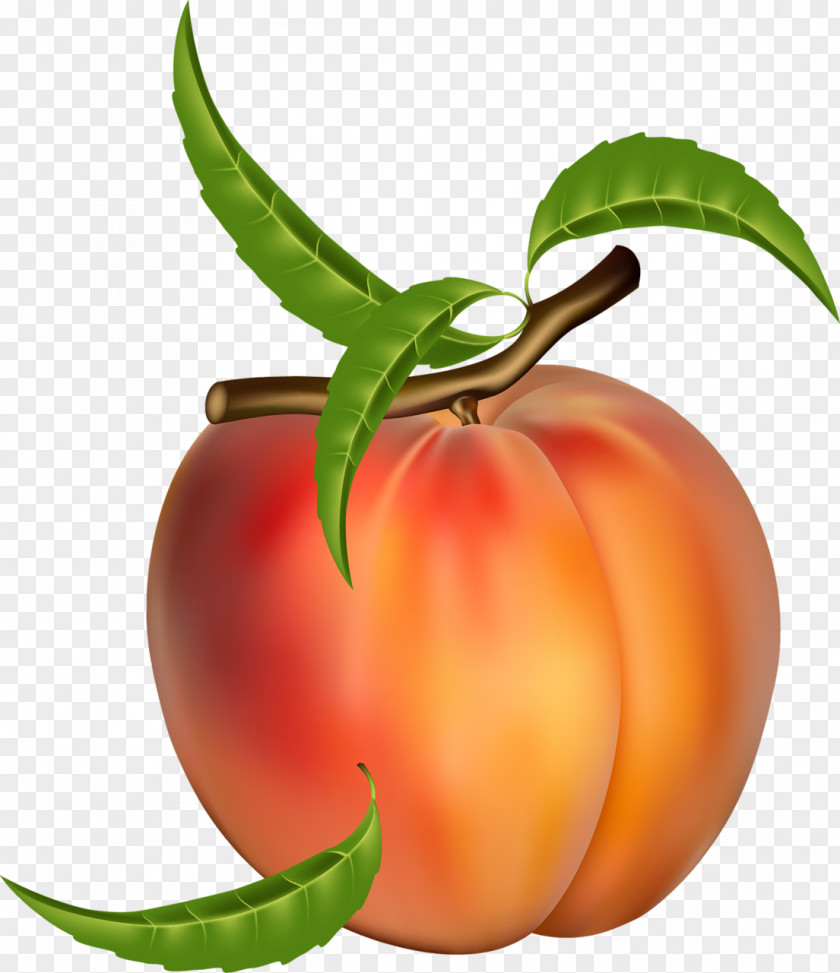 Berry Watercolor Peach Fruit Clip Art Vector Graphics Image PNG