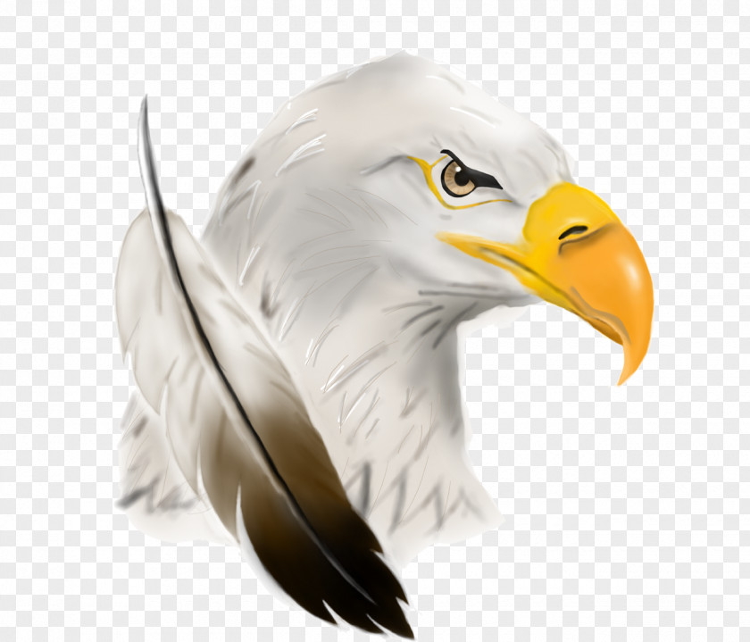 Eagle Bald United States Of America Image PNG