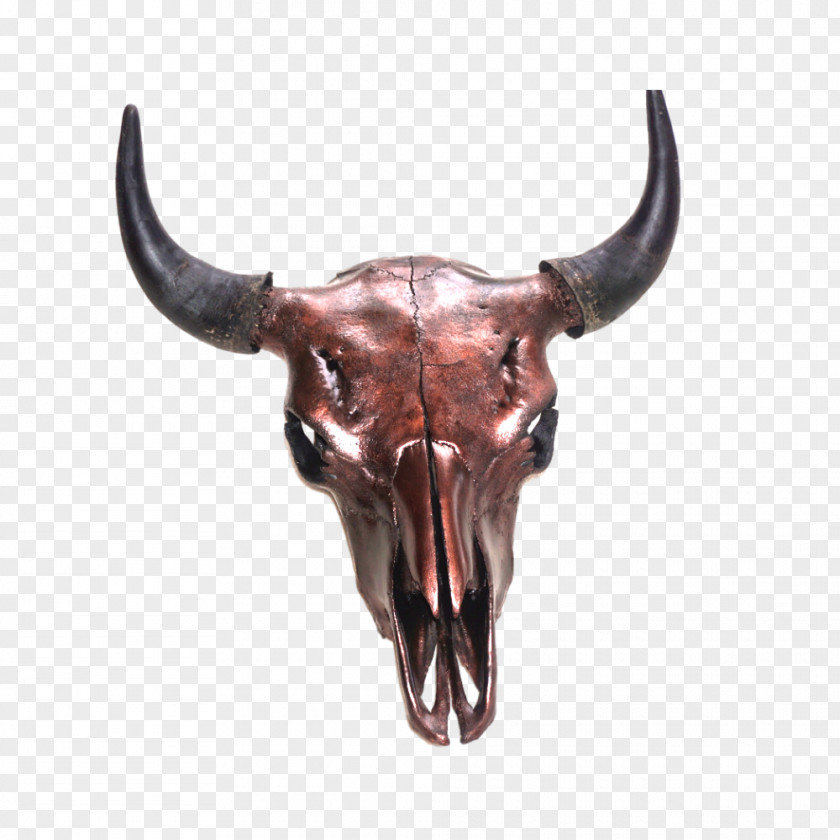 Skull American Bison Horn Cattle Hunting PNG