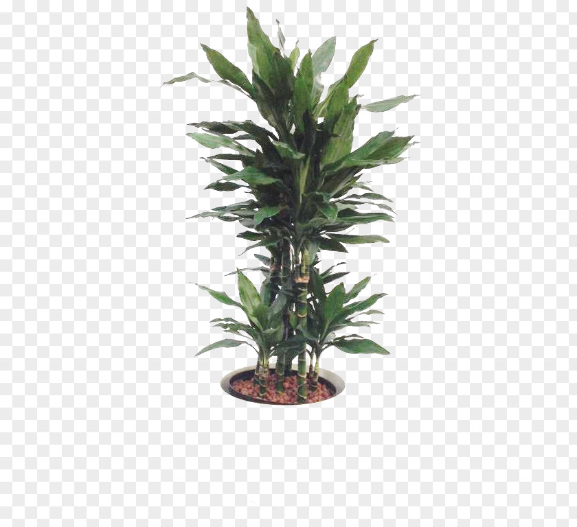 Tree Flowerpot Houseplant Yucca PNG