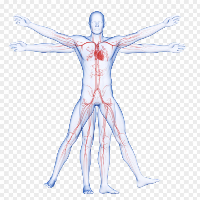 Veins Circulatory System Vitruvian Man Artery Human Body Arm PNG