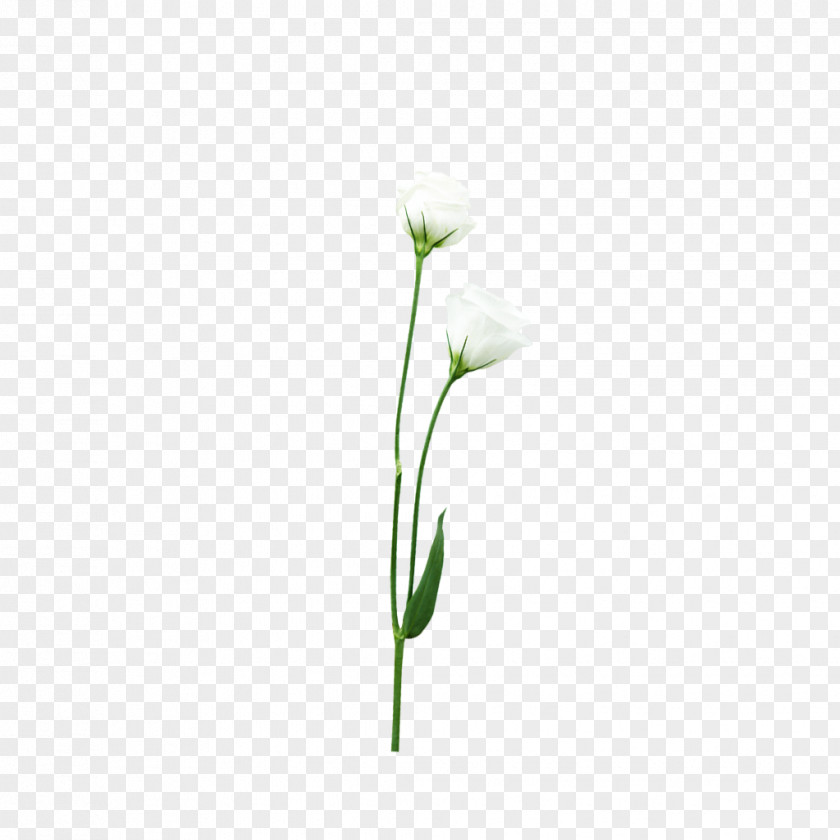 White Flowers Bouquet Creative Flower Nosegay PNG