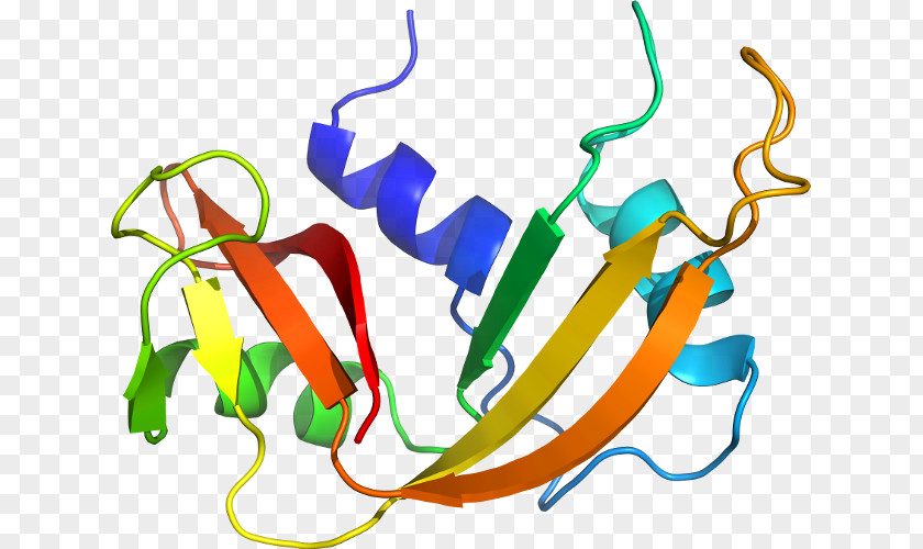 Line Organism Clip Art PNG