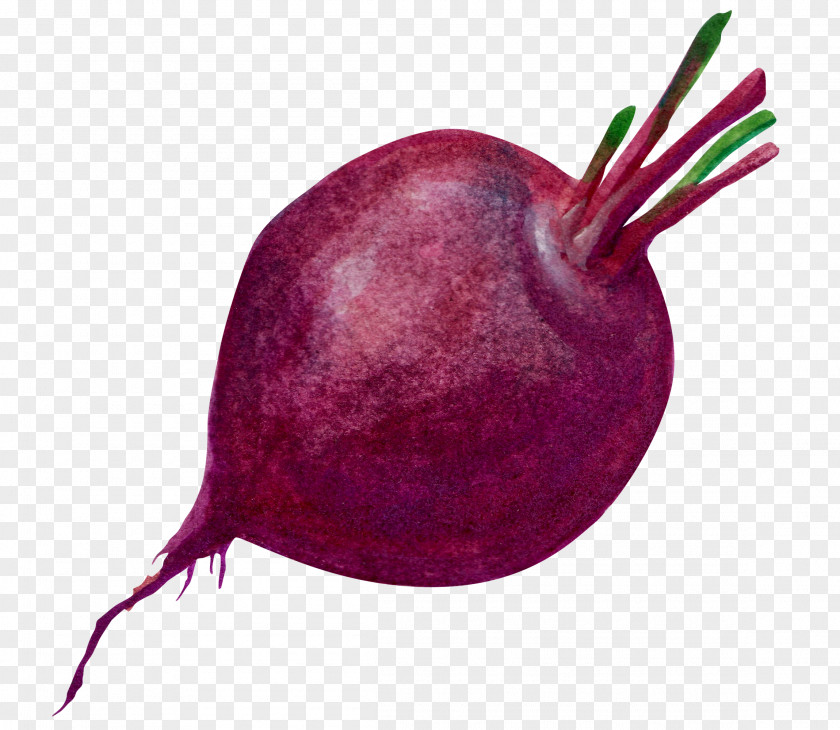 Purple Radish Vegetable PNG