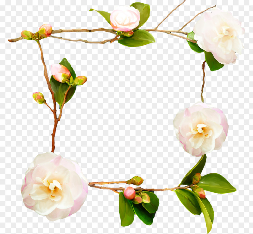 White Rose Flower Rosa Chinensis Floral Design PNG
