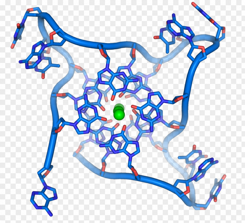 DNA G-quadruplex Telomere Structure Nucleic Acid Double Helix PNG