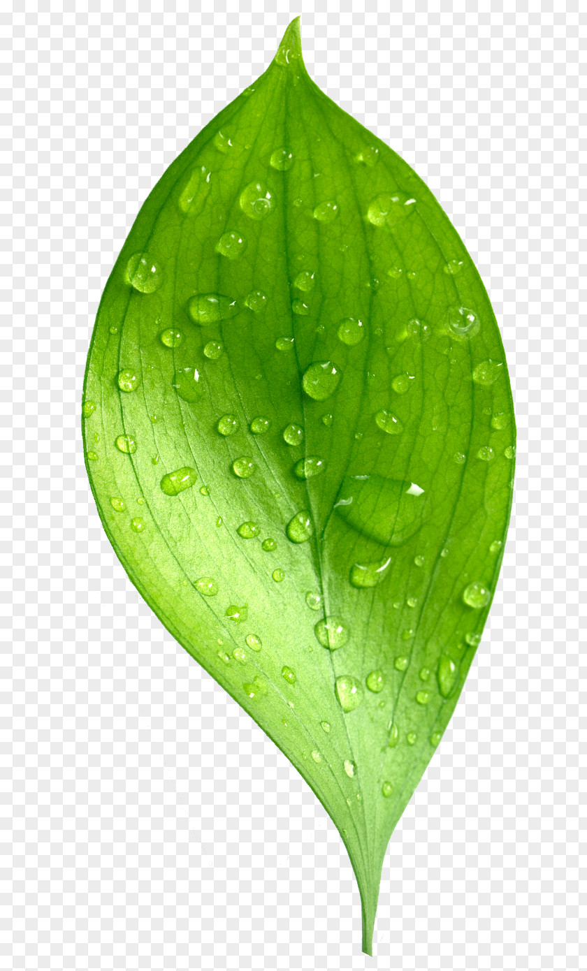 Leaf Dew Natural Environment Drop PNG
