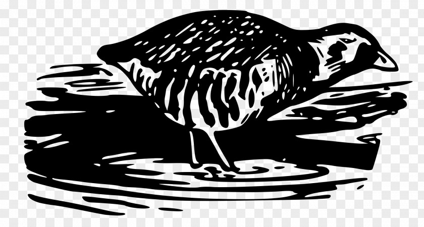 Water Bird Clip Art PNG