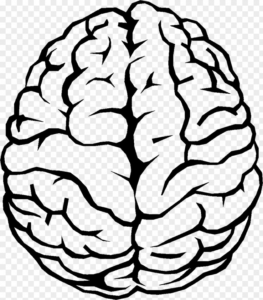 Brain Outline Of The Human Clip Art PNG