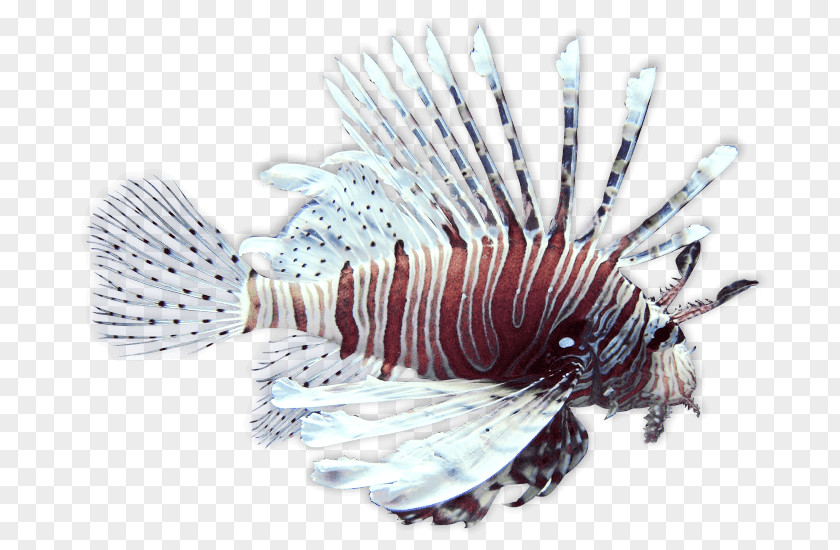 Fish Spotfin Lionfish Scorpionfish Peces De Arrecife Coral Fishing PNG