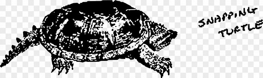 Turtle Common Snapping Drawing Clip Art PNG