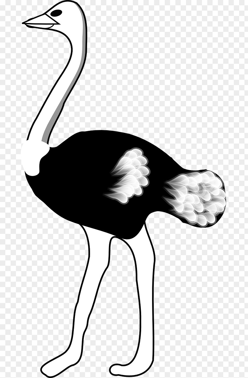 Black Ostrich Common Bird Clip Art PNG