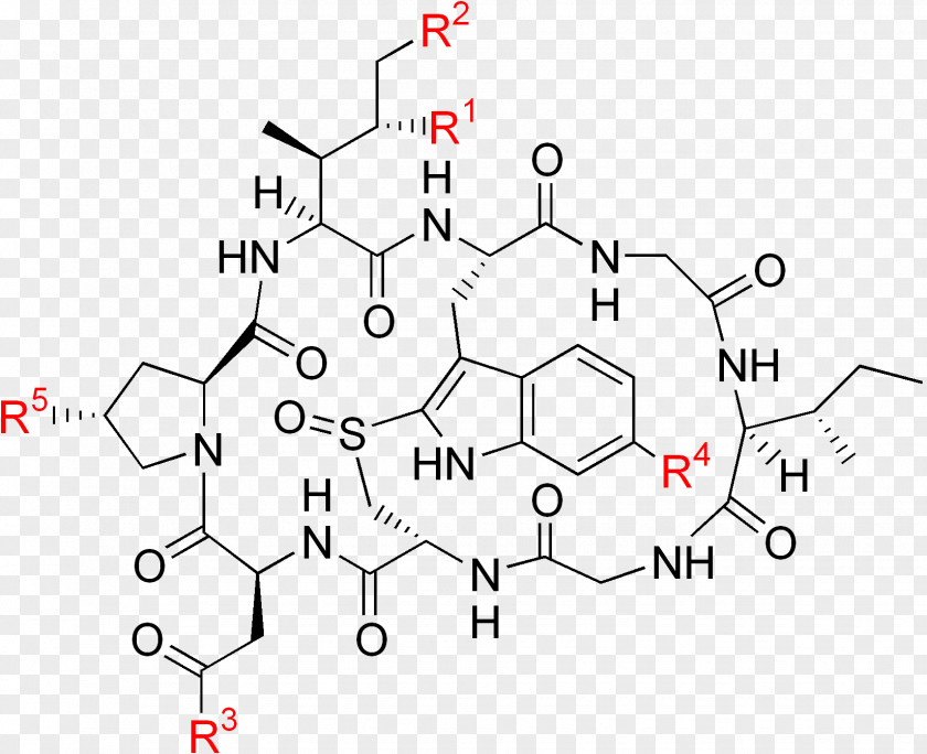 Cyclic Peptide Death Cap Amatoxin Alpha-Amanitin Poison RNA Polymerase II PNG