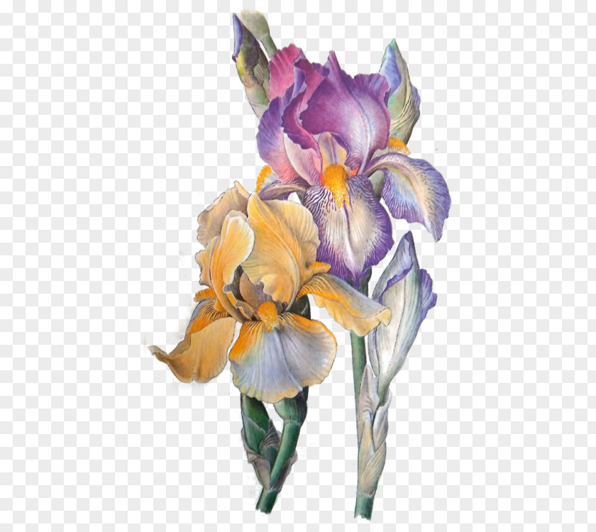 Flower Orris Root Iris Eye Art PNG