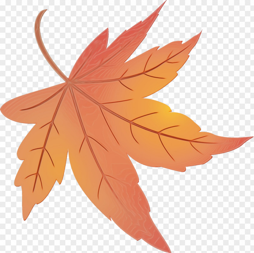 Deciduous Black Maple Leaf PNG