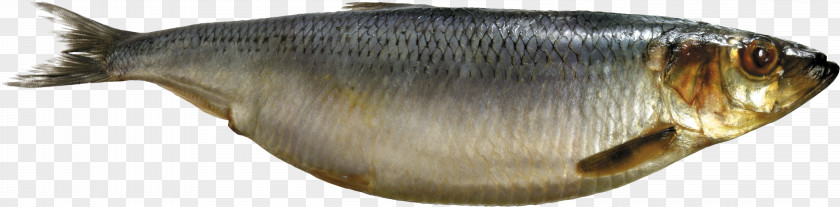 Fish Sardine Milkfish Capelin Oily As Food PNG