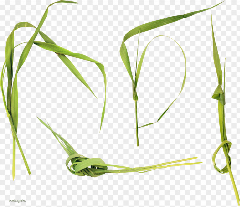 Fresh Grass Sweet Plant Stem Megabyte Clip Art PNG