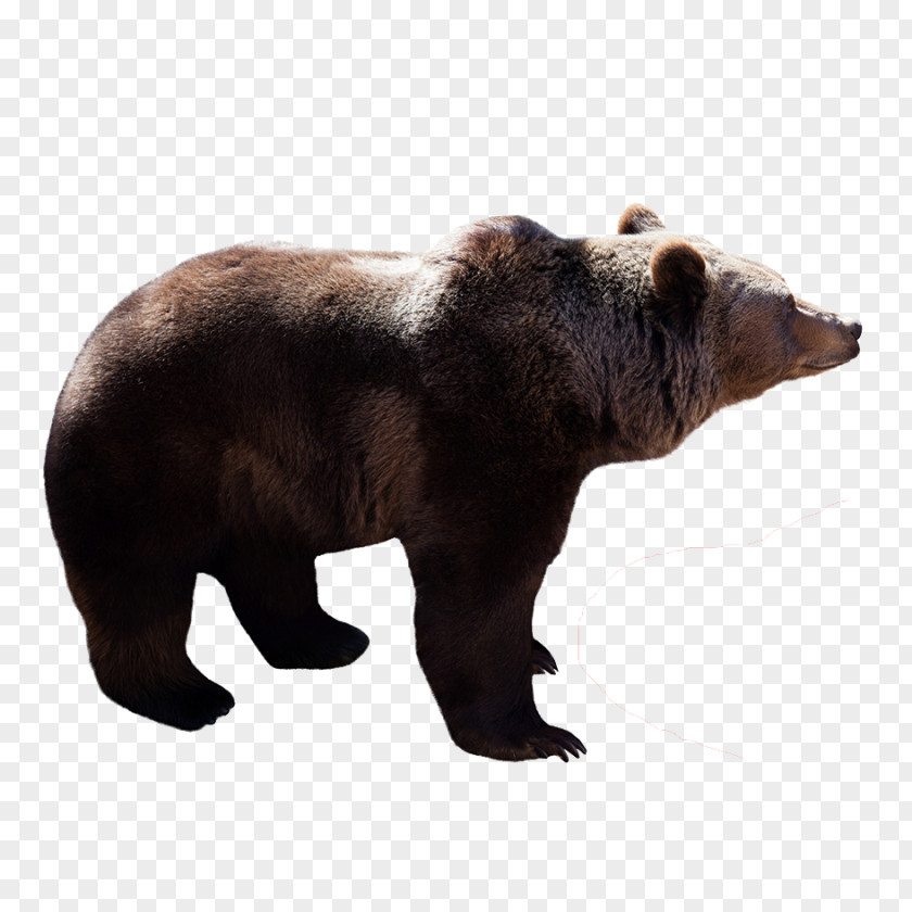 Grizzly Bear Brown Polar Stock Photography PNG