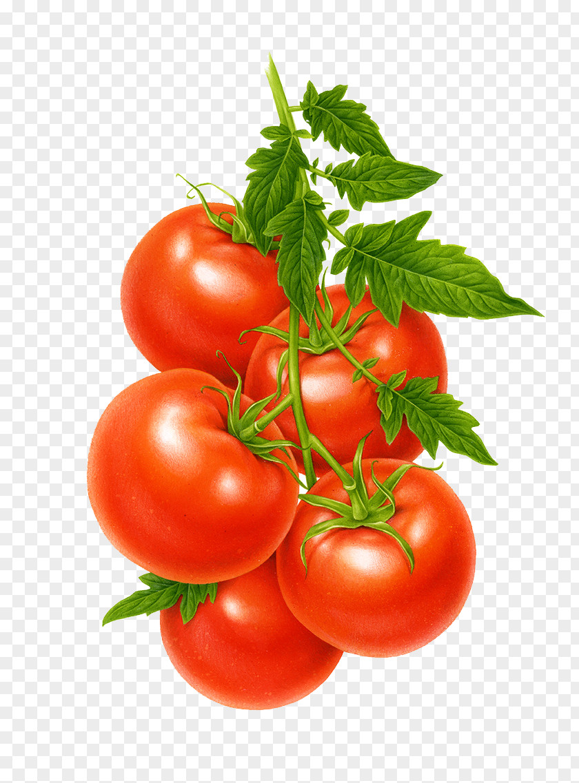 Hand Painted Red Tomatoes Juice Cherry Tomato Vegetable Fruit Fried Green PNG