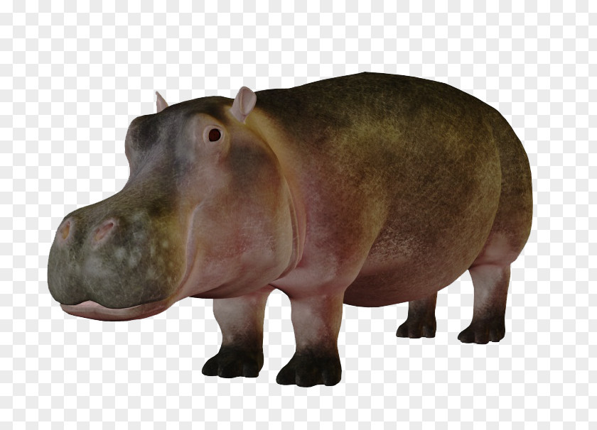 Lovely Hippo Pygmy Hippopotamus Koala Presentation PNG