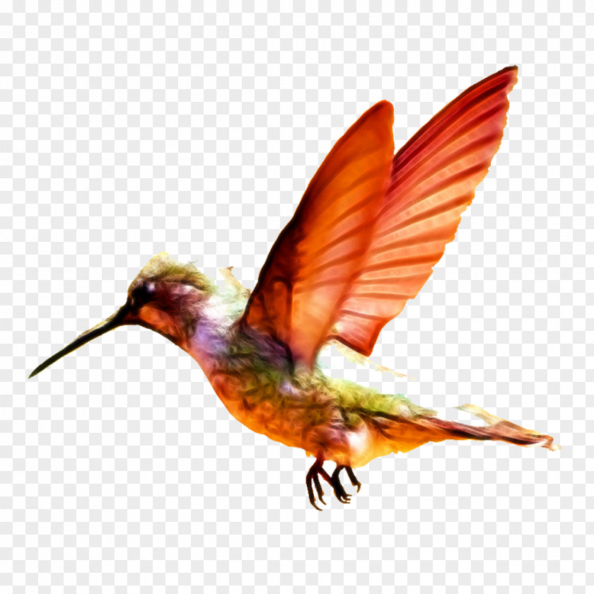 Orange Pretty Bird Charming Hummingbird Baby Transport Infant PNG