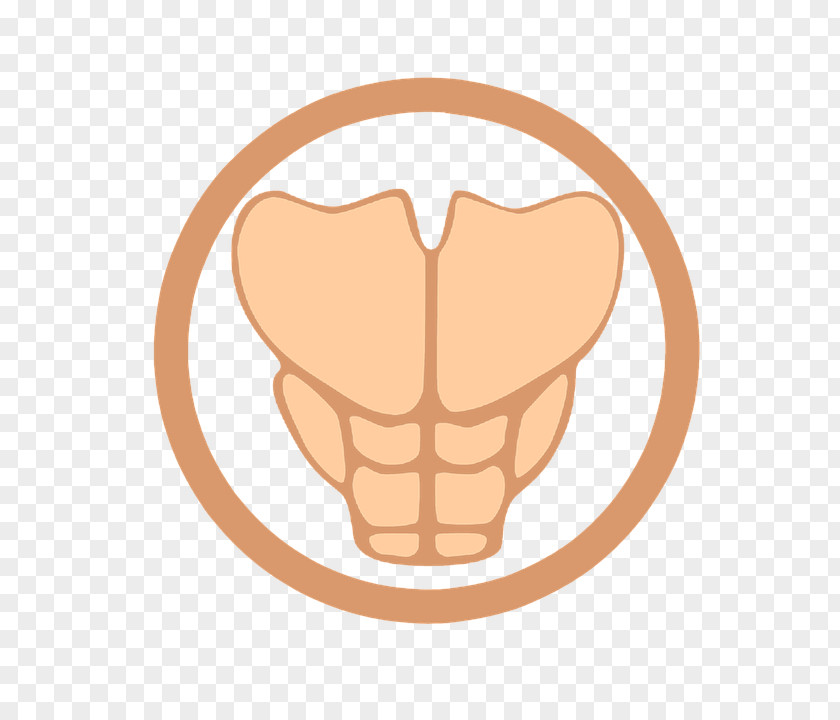 Rectus Abdominis Muscle Abdominal Exercise Clip Art PNG