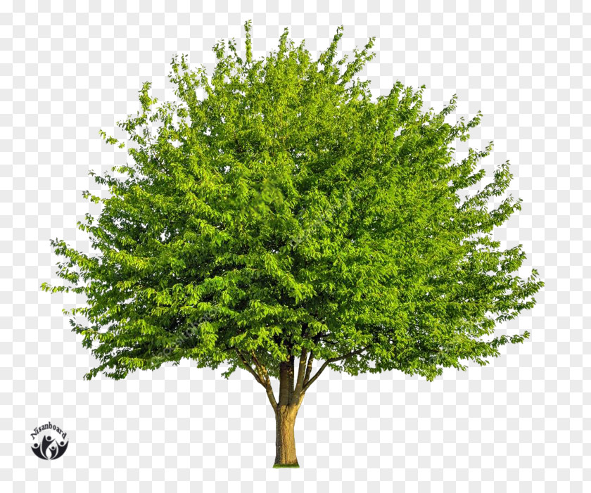 Tree Deciduous Broad-leaved Photography PNG