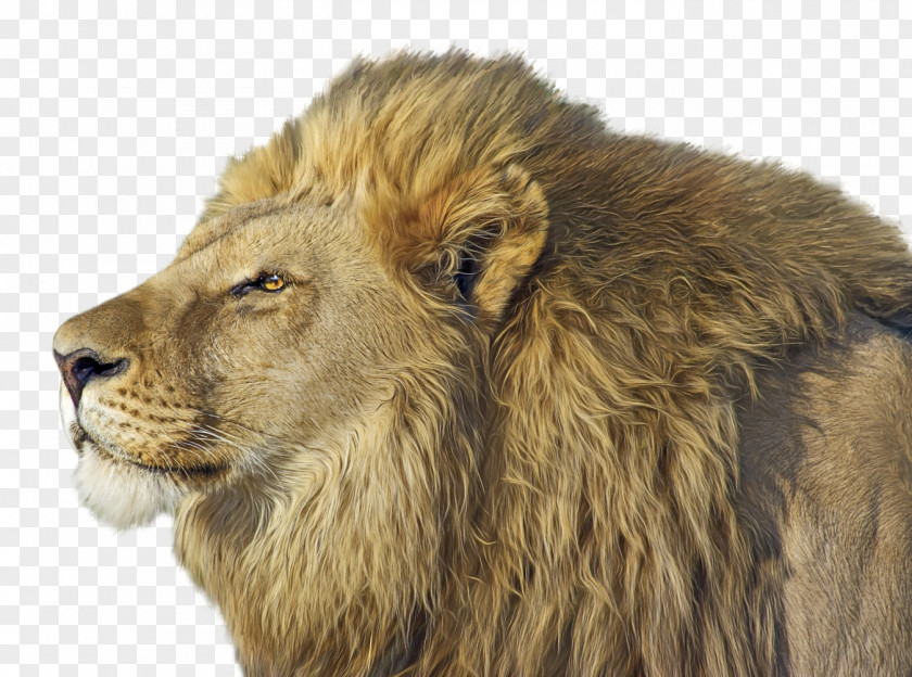 Lion East African Cat PNG