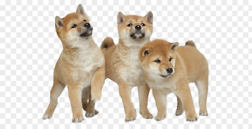Puppy Shiba Inu Akita Yorkshire Terrier Stock Photography PNG