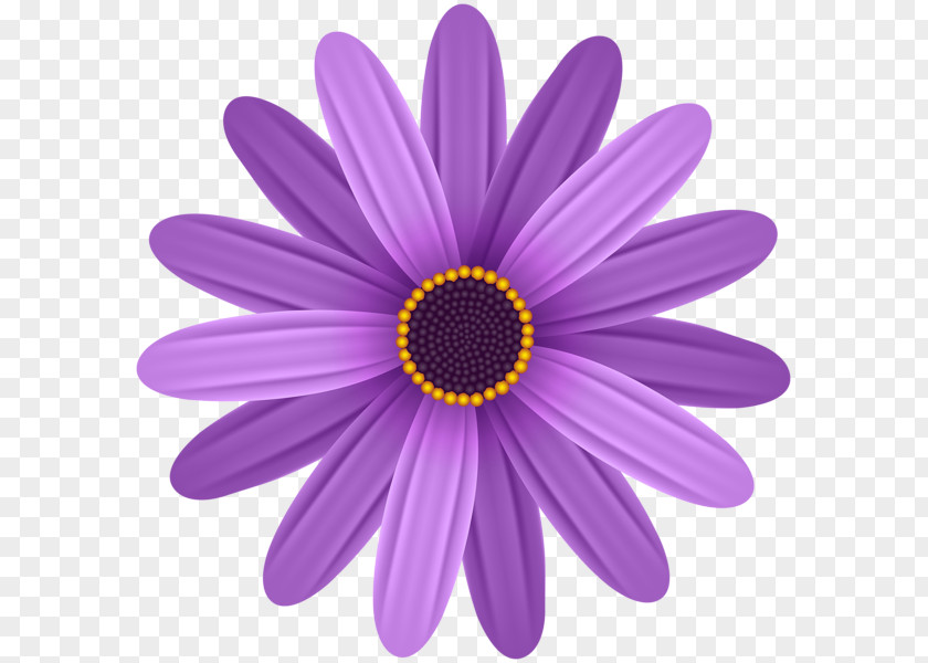Purple Background Common Daisy Flower Clip Art PNG