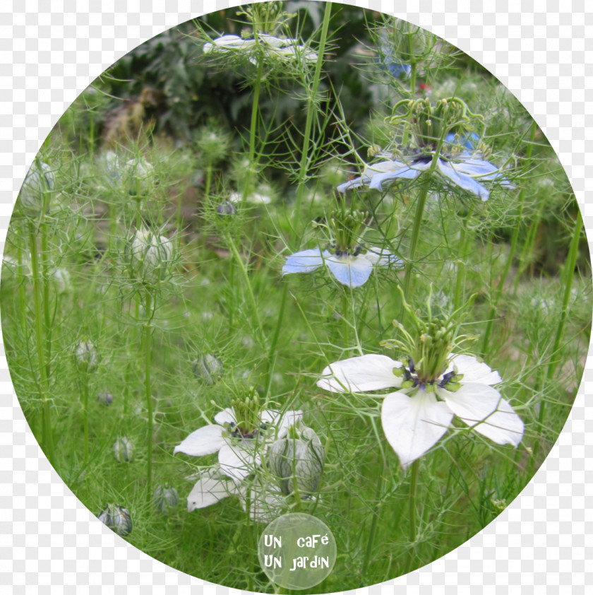 Allium Fistulosum Meadow Wildflower Lawn PNG