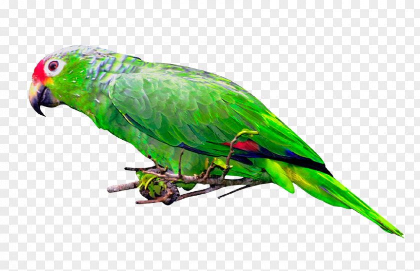 Bird Budgerigar Lovebird Macaw Loriini PNG