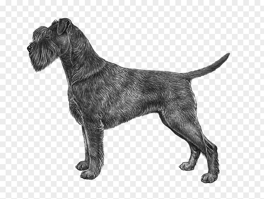 Boxer Vizsla Maltese Dog Drawing PNG